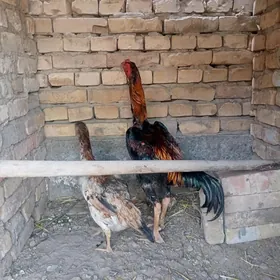 baysok