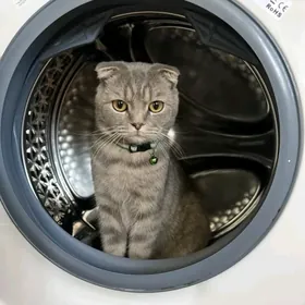 Вислоухий кот