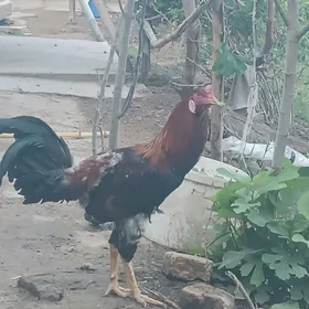 хораз