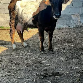 goleli sygyr