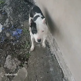 pidbul