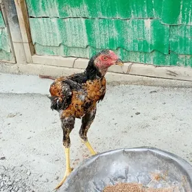 taskent  2si bile