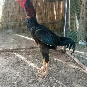 horaz