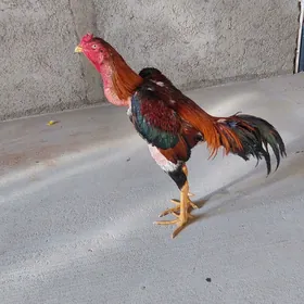 Taşkent horoz