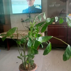 Замиакулькас