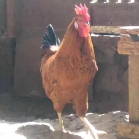 Horaz