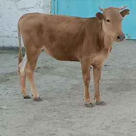 Gaçar