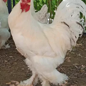 brama horoz