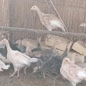 induk jüÿjeler