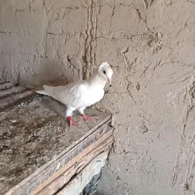 kepderi