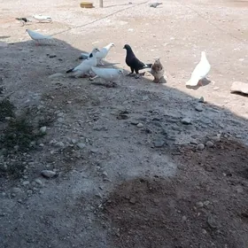 kepderi