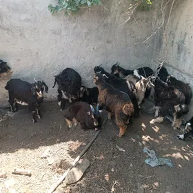 Geçi semiz  dod ba