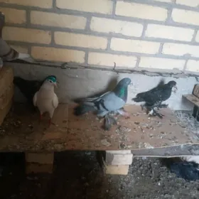 Кепдер