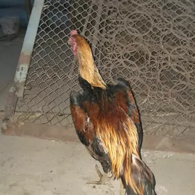 horaz