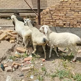 gisar goylar