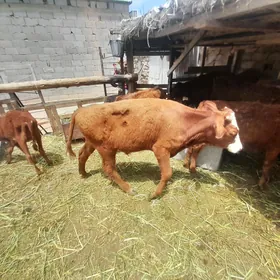 öküzçe tüwe göle öküz