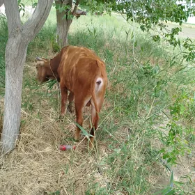 Biçik òkiz