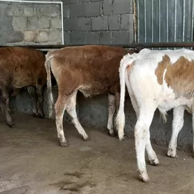öküz