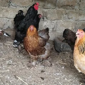 brama