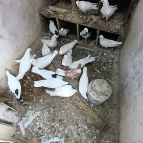 kepderi