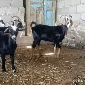 doğ erkeç