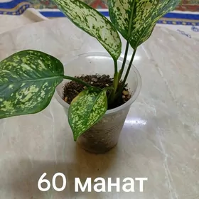Домашние цветы