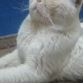 Кот Барсик