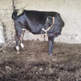 çorny piyostra