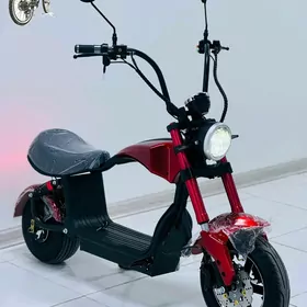 TOKLY TIGIR SAMAKAT MATOR SKUT