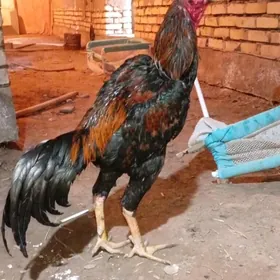 horaz
