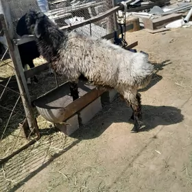 goyun geçi