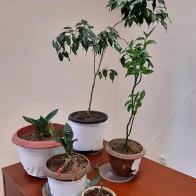 Gül we güller