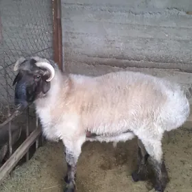 Goç