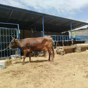 Bakylan sygyr