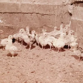 induk jüyje 5 gun bolan