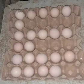 ой хайвани