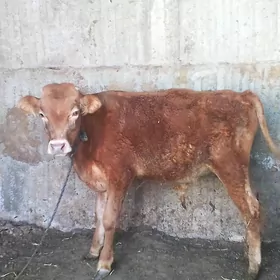 tohym öküz