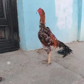 Taşkent