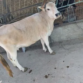 sygyr