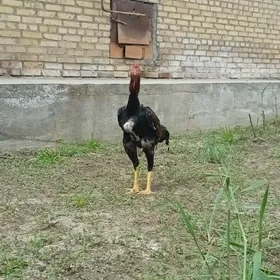 horaz