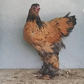 brama