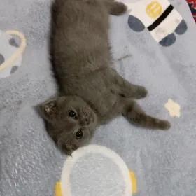 Котёнок девочка