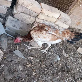 baysow towuk