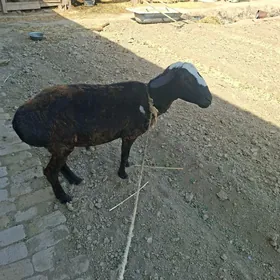 Gysar goc