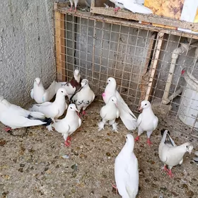 Kepderi