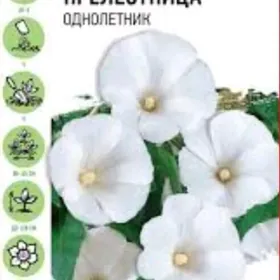 семена