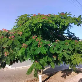 gülibrişim bagy
