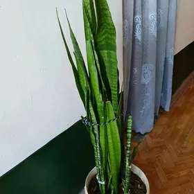 Домашний цветок сансевьера.