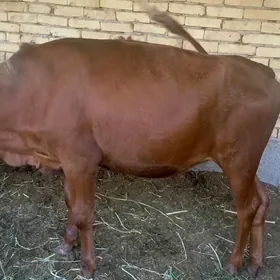unajyn