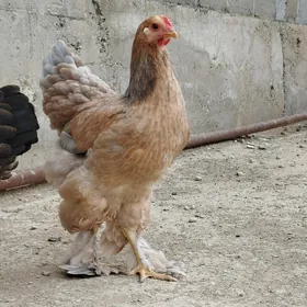 brama golt